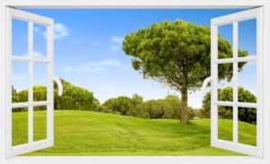 A tree in the middle of a field with trees and grass.